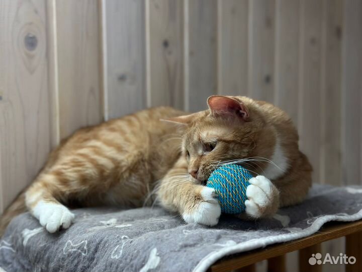 Шикарный кот Лева (волонтерский) в лучшие руки