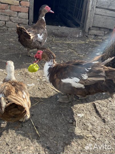 Яйца утиные инкубатор