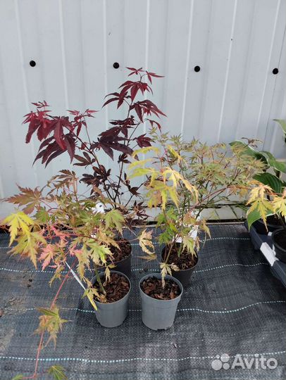 Клен веерный