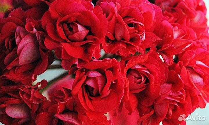 Пеларгония розебудная