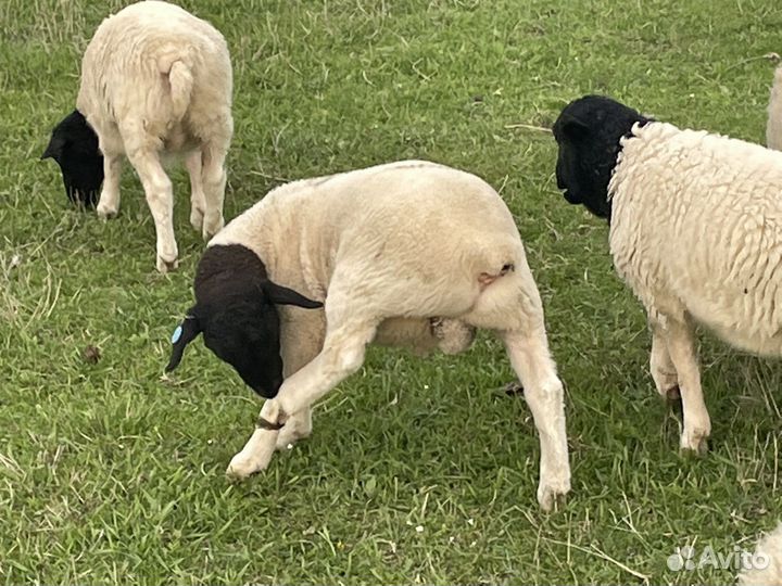 Ягнята Дорперы