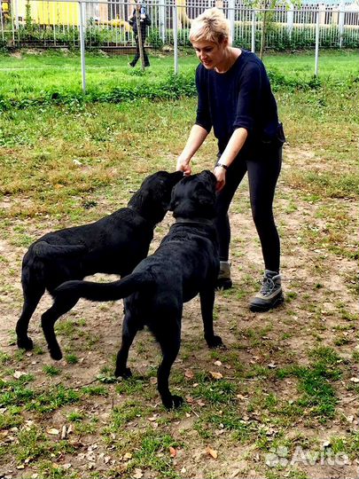 Вязка собак (искусственная вязка)