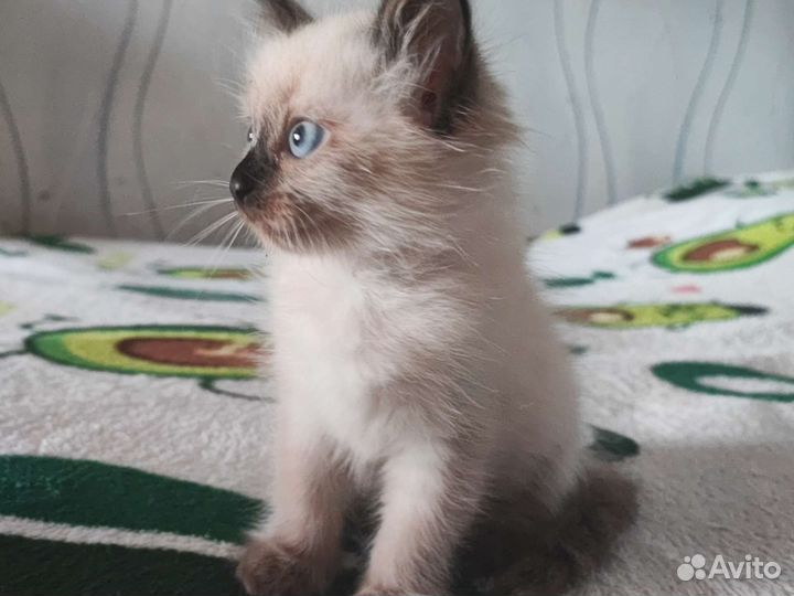 Балинезийская кошка