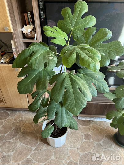 Саженцы инжира