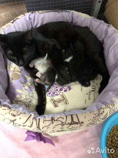 Кошки молодые в добрые руки