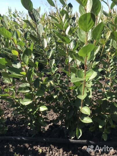 Кизильник блестящий