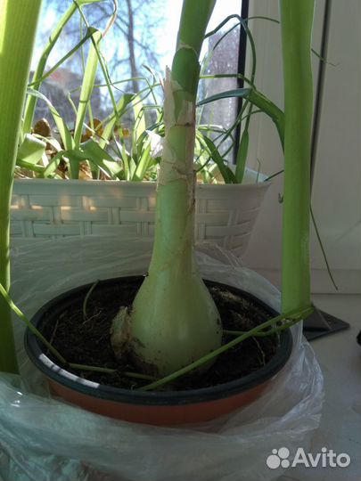 Индийский Лук