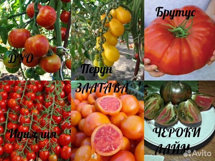 Семена коллекционных сорт. томатов. Вкусная цена