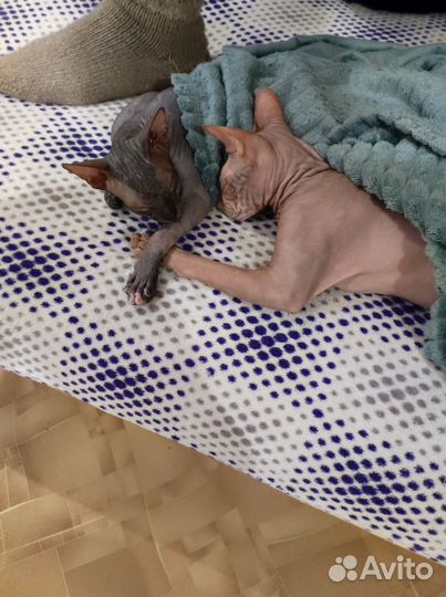 Донской сфинкс