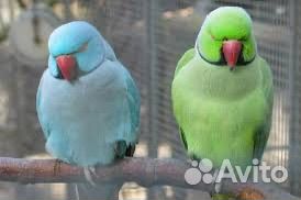 Ожереловый попугай