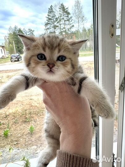 Британские котята
