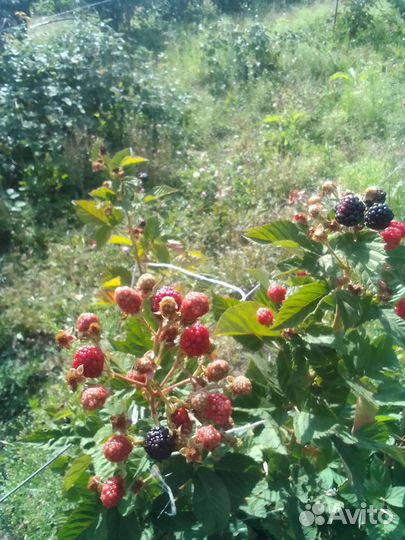 Саженцы ежевики: бжезина, чечанка, лах мэри