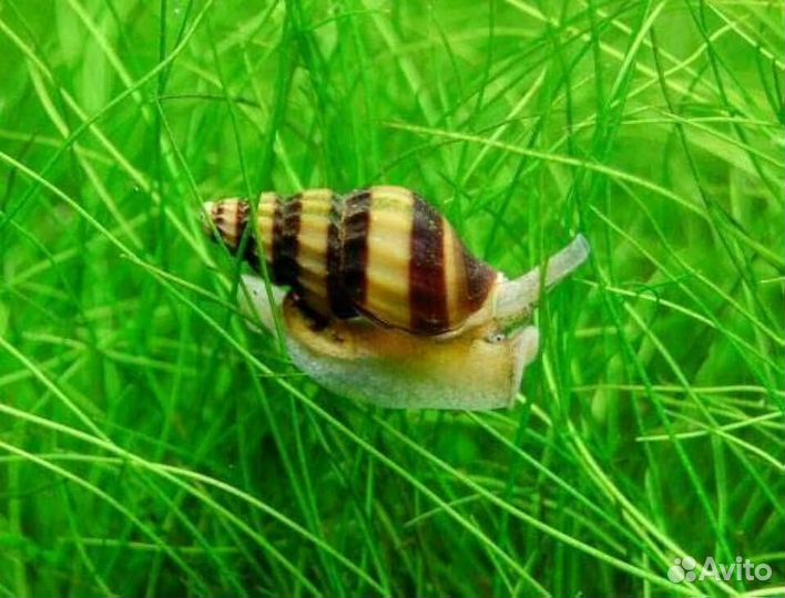 Улитка хелена