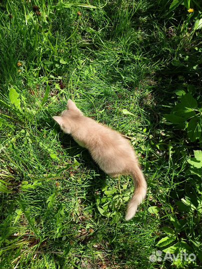 Отдам в добрые руки