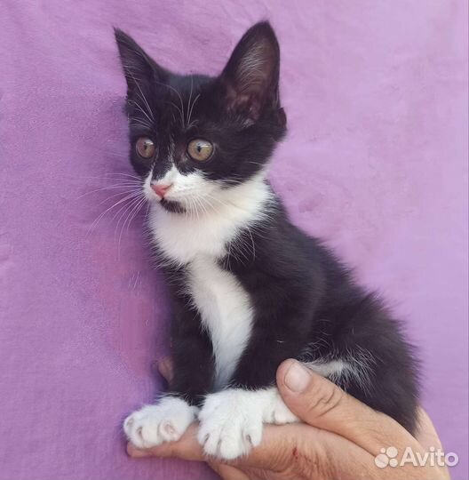 Котенок девочка в добрые руки