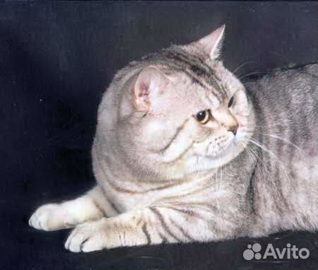 Вязка британский кот