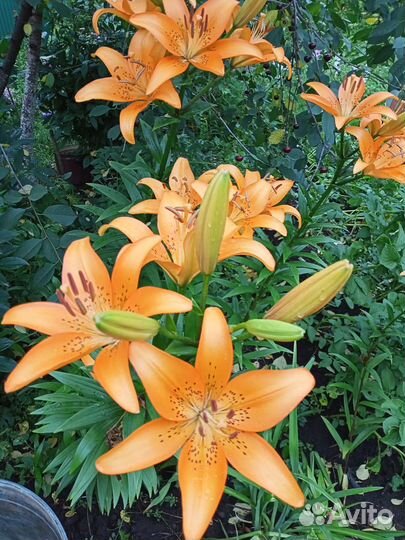 Лилия луковицы