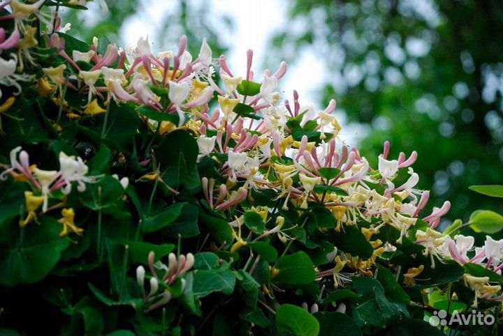 Продам саженцы жимолости Каприфоль Инга