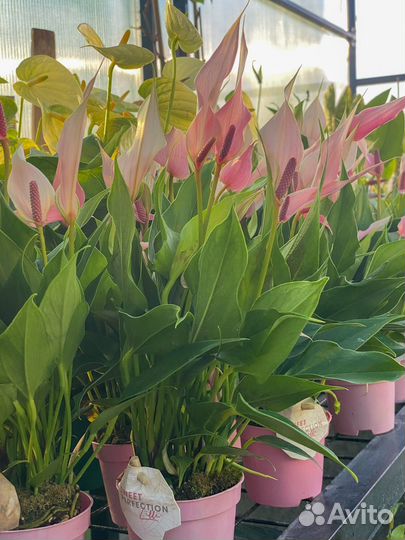 Карликовый антуриум Лилли в розовом бетоне