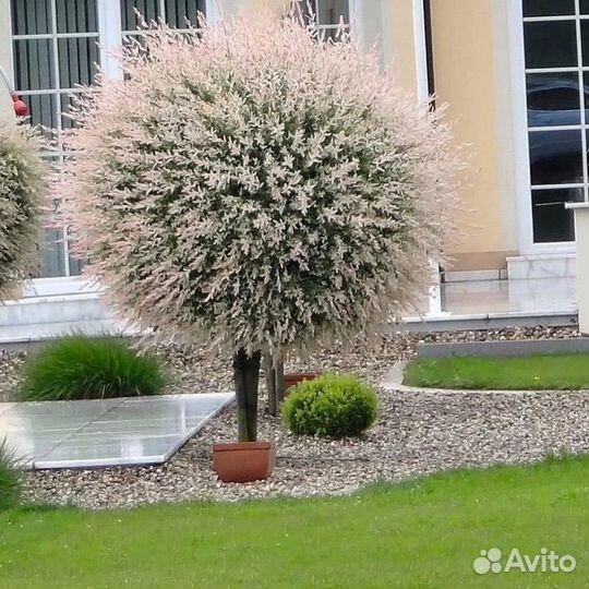 Саженцы ивы Хакуро Нишики на Штамбе купить в Краснодаре