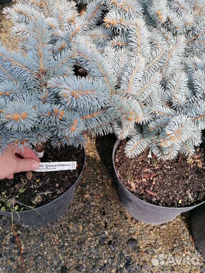 Ель Глаука Глобоза (picea pungens) с5л