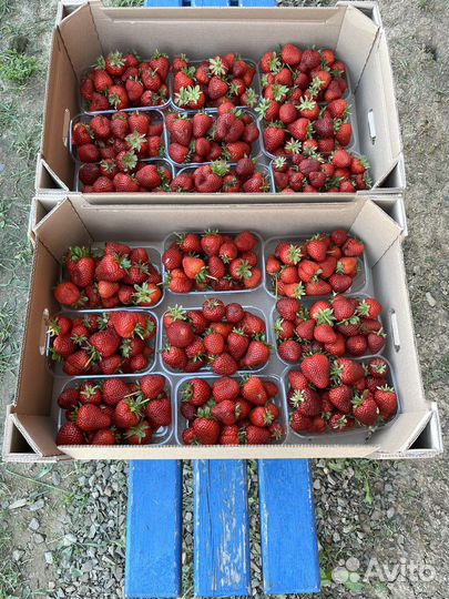 Клубника ягода свежая домашняя