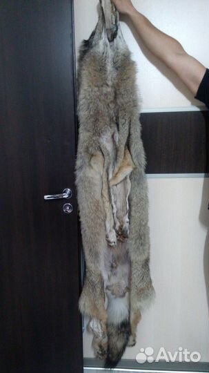 Шкура кавказского волка