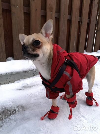 Одежда для маленьких собак