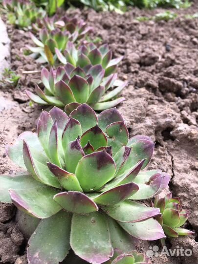 Семпервивум Молодило Каменная роза для флорариума