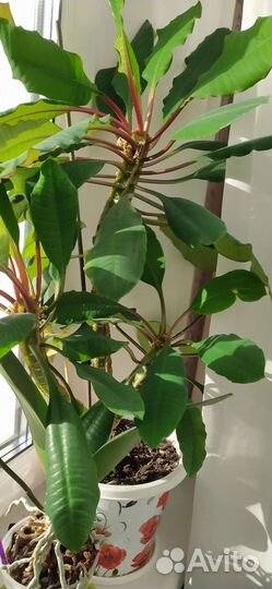 Молочай Ребристый(пальмочка)