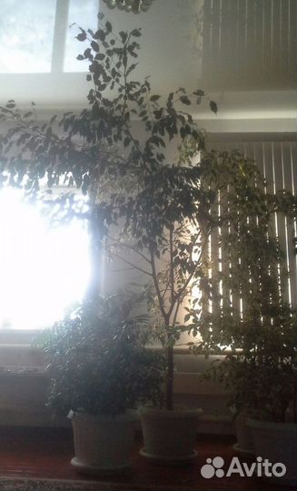 Комнатные цветы