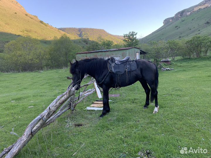 Лошади жеребец