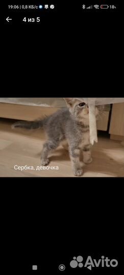 Котята 2 мес. в добрые руки