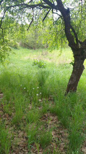 Дом 50 м² на участке 26 сот.