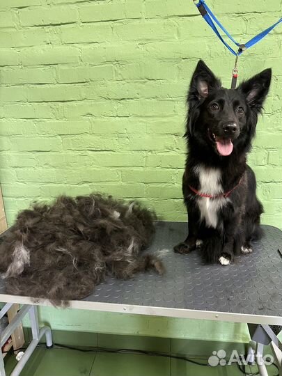 Грумер / стрижка собак