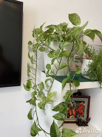 Эпипремнум золотистый и марбл квин