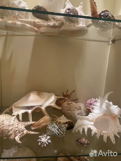 Морские ракушки раковины