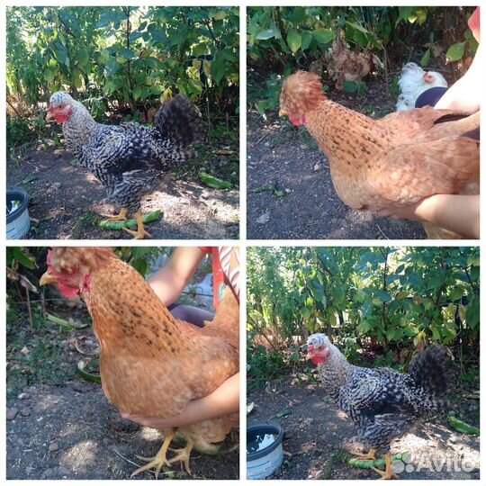 Продам молодую птицу