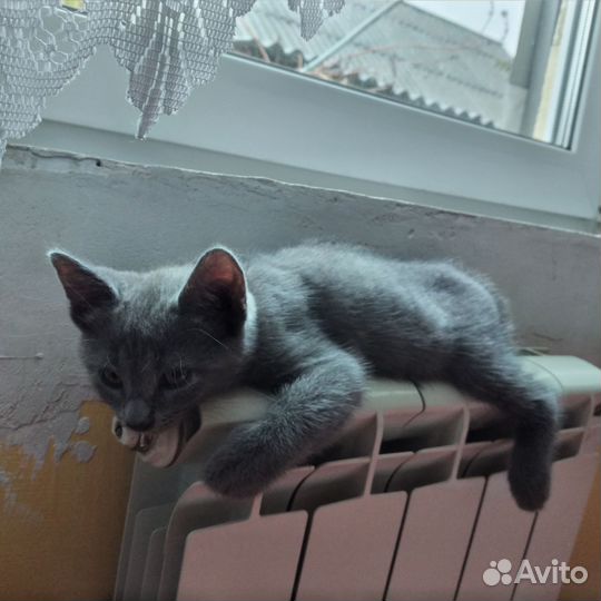 Кошечки 2 месяца