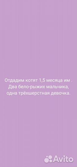 Котята бесплатно