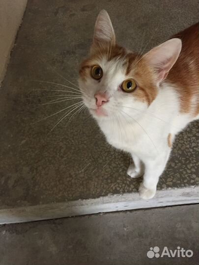 Котик в добрые руки