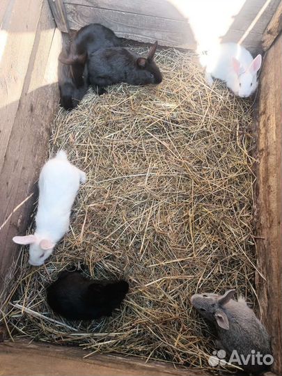 Продам крольчат
