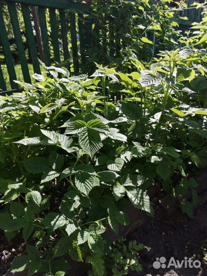 Продам саженцы ремонтантной малины