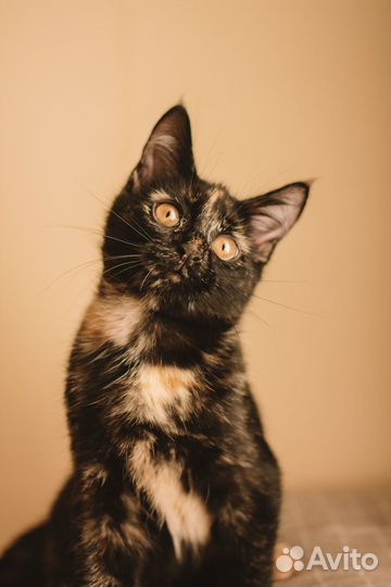 Котенок Йоко