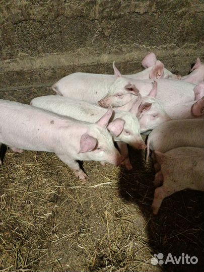 Поросята ландрас