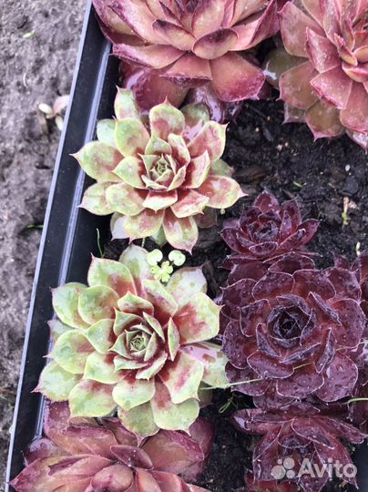 Молодило или каменная роза (семпервивум)