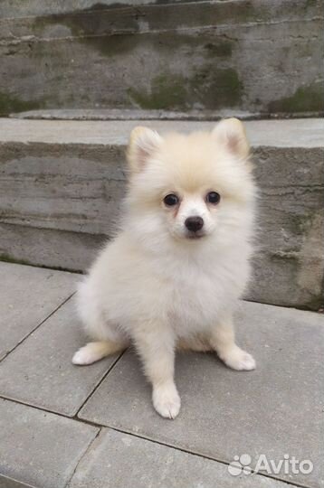 Девочка кремовая