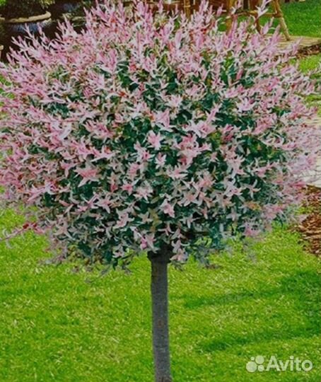 Ива хакуро нишики