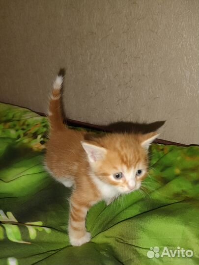 Отдам котят в хорошие руки