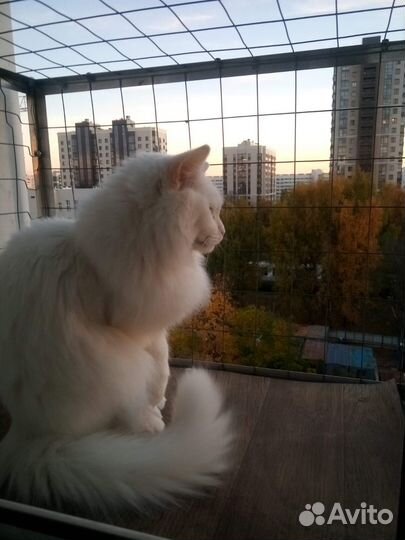 Балкончик за окошко, безопасность для кошки